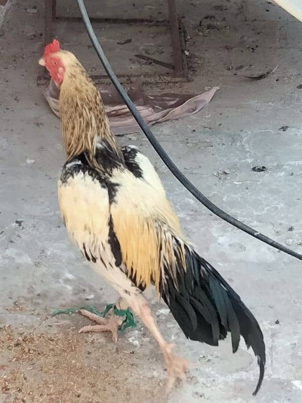 male Cock 0