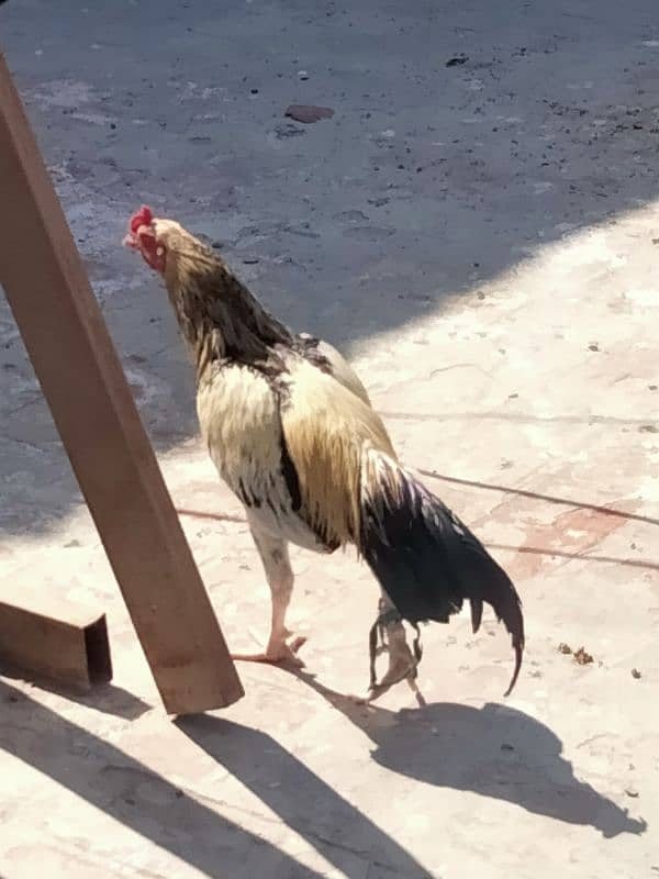 male Cock 1