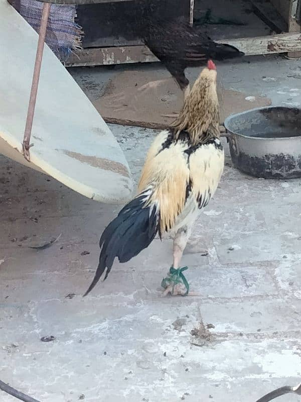 male Cock 2