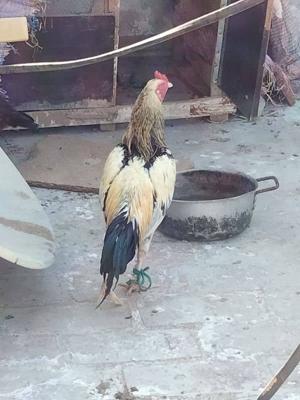 male Cock 3