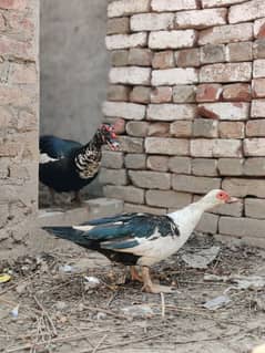 Muscovy ducks