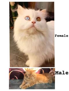 Persian Male and female cat available