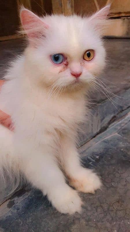 Persian Male and female cat available 1