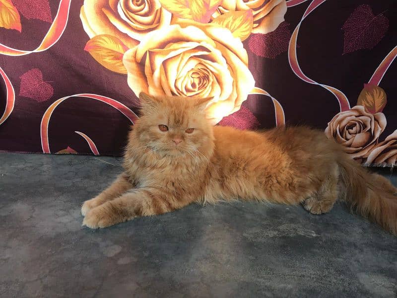 Persian Male and female cat available 2