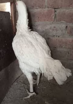 Pure White Heera checks, Male and female For Sale