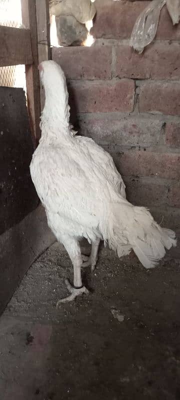 Pure White Heera checks, Male and female For Sale 1