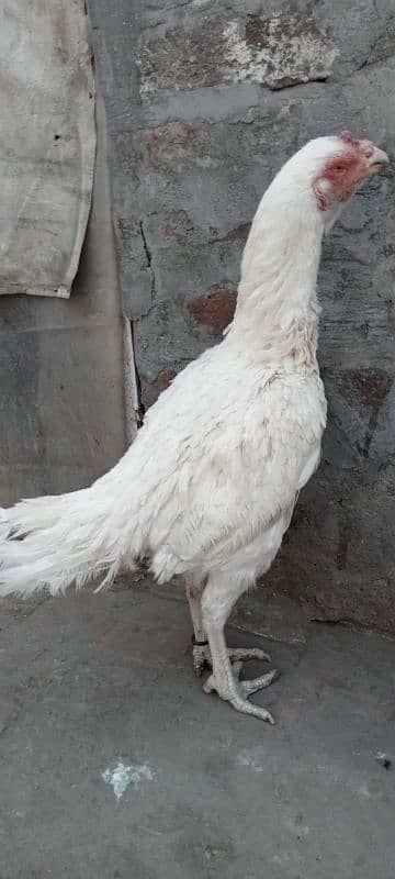 Pure White Heera checks, Male and female For Sale 2