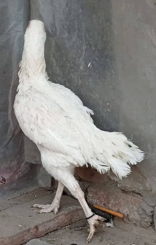 Pure White Heera checks, Male and female For Sale 3