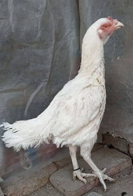 Pure White Heera checks, Male and female For Sale 4