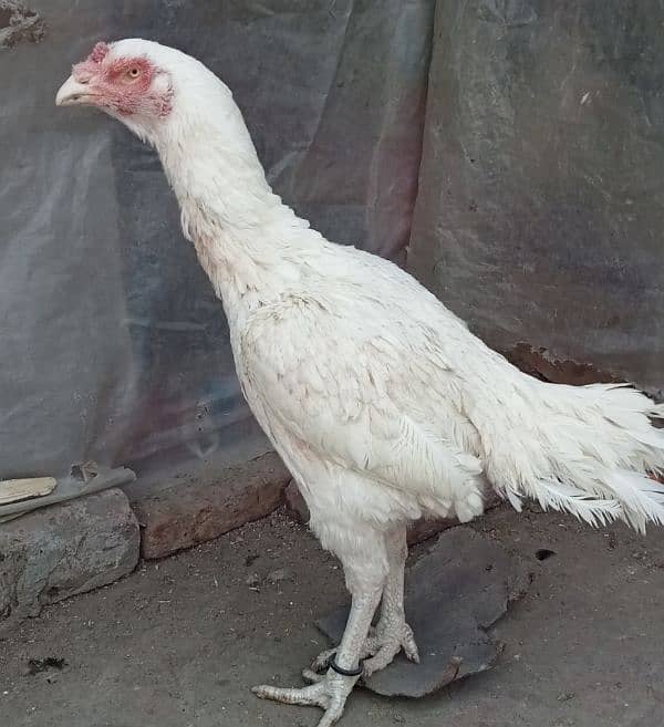 Pure White Heera checks, Male and female For Sale 5