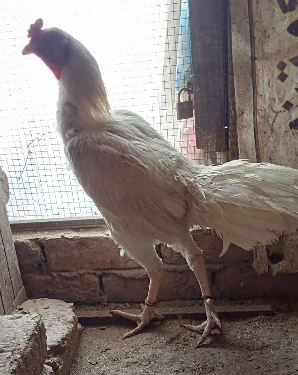 Pure White Heera checks, Male and female For Sale 10