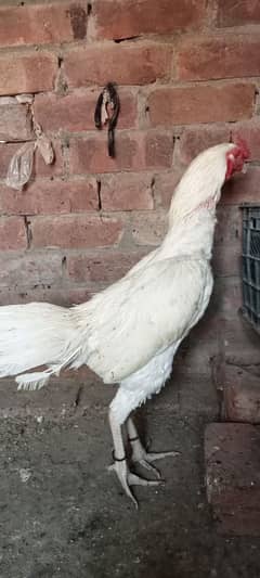 Pure White Heera Murga For Sale.