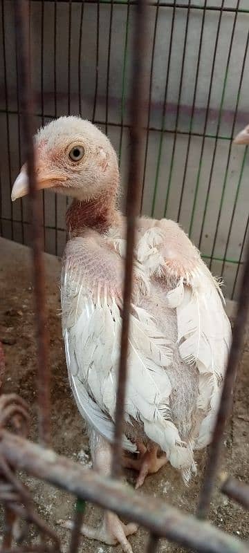 Pure White Heera checks, Male and female For Sale 15