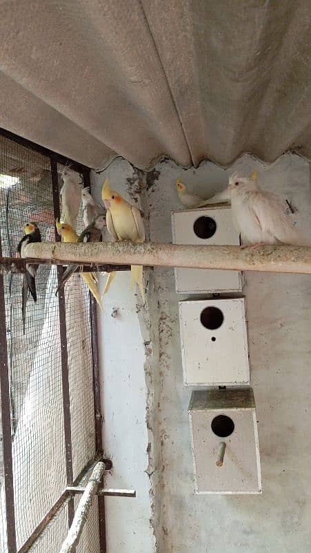 Healthy, Home-Bred Cocktail Parrot & King-Size Australian Parrot 1