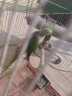 Breader talking parrot for sale