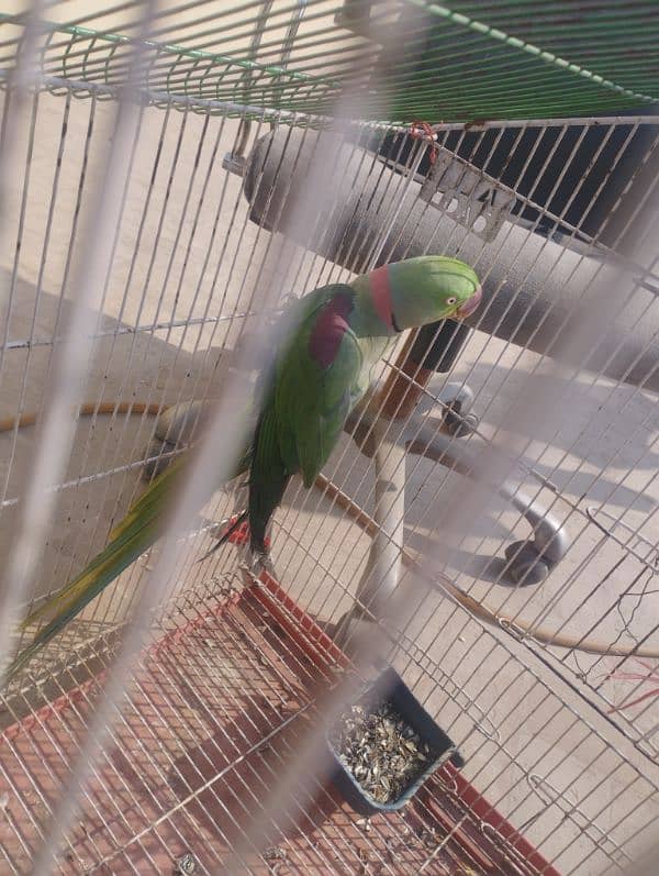 Breader talking parrot for sale 0