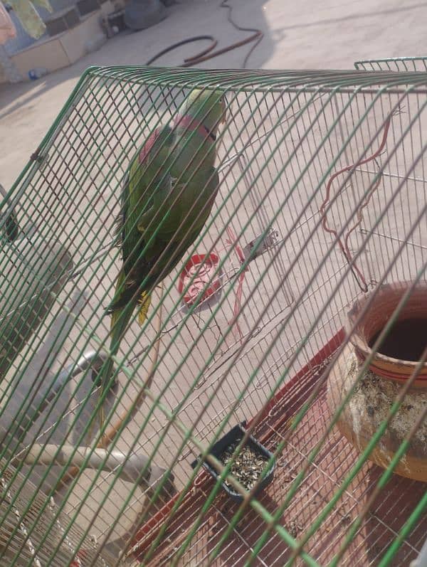 Breader talking parrot for sale 1