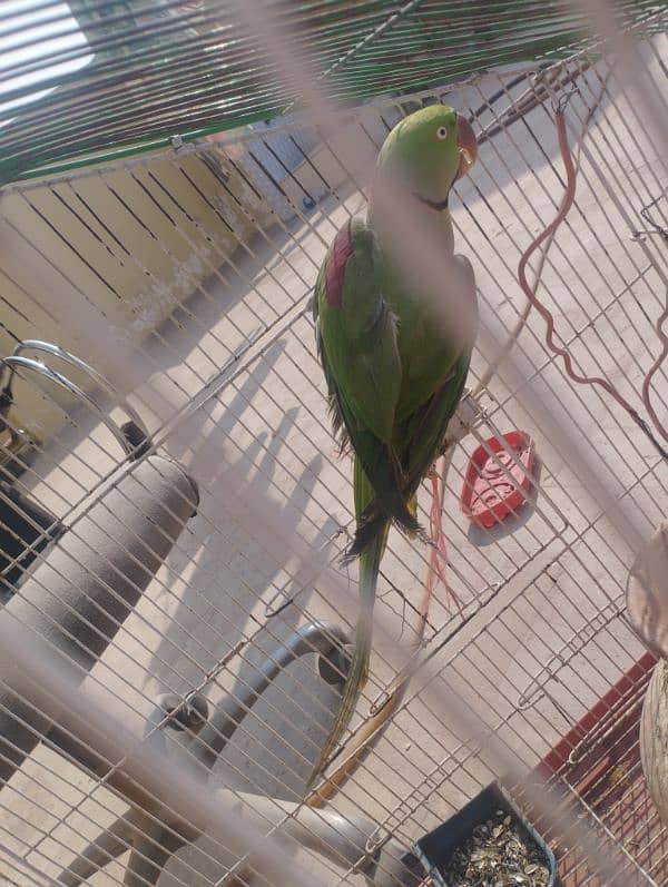 Breader talking parrot for sale 2