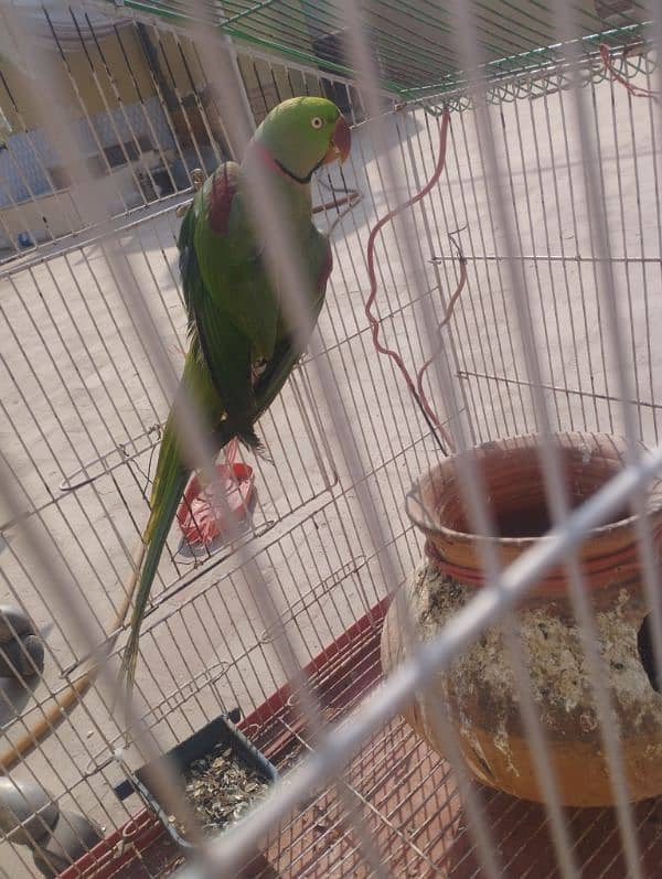 Breader talking parrot for sale 3