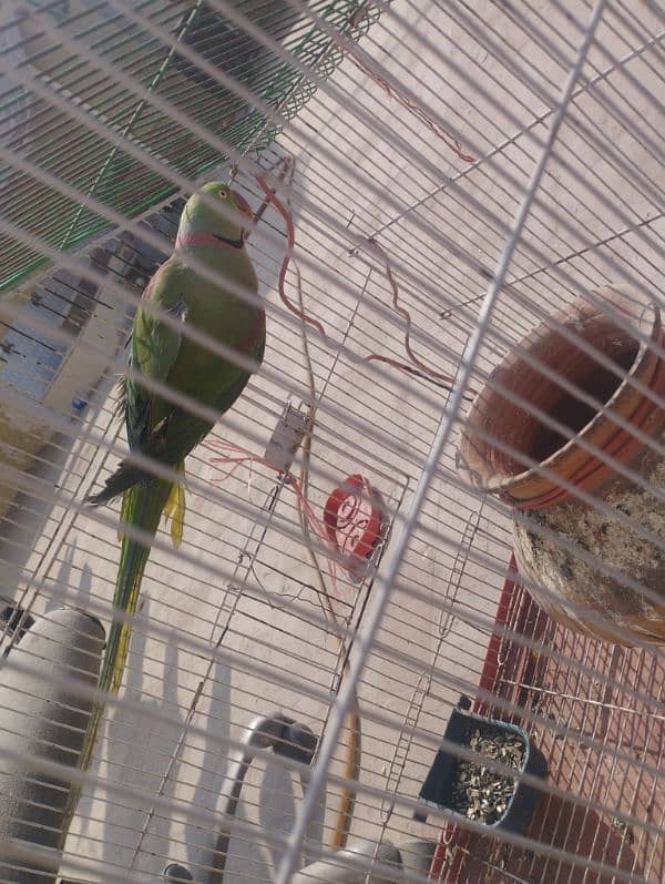 Breader talking parrot for sale 4