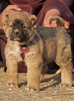 King kurdish kangaal male pure breed security dog 2months for