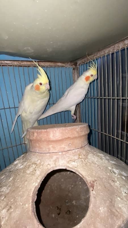 cockatiel 0