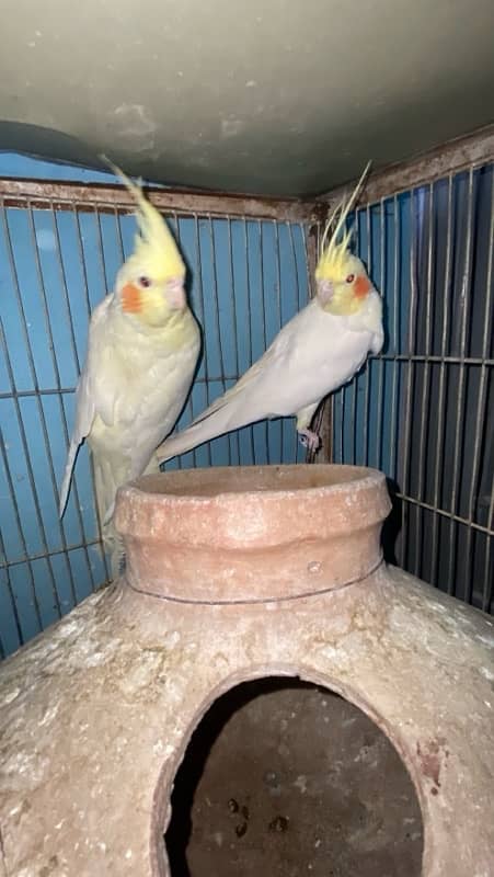 cockatiel 1