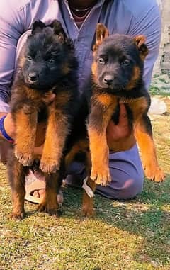 German shepherd / german shepherd dog / dog for sale