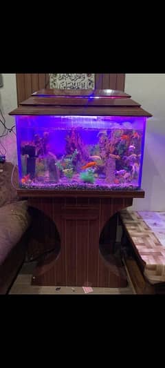 Fish Aquarium