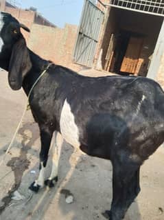 black bakri for sel