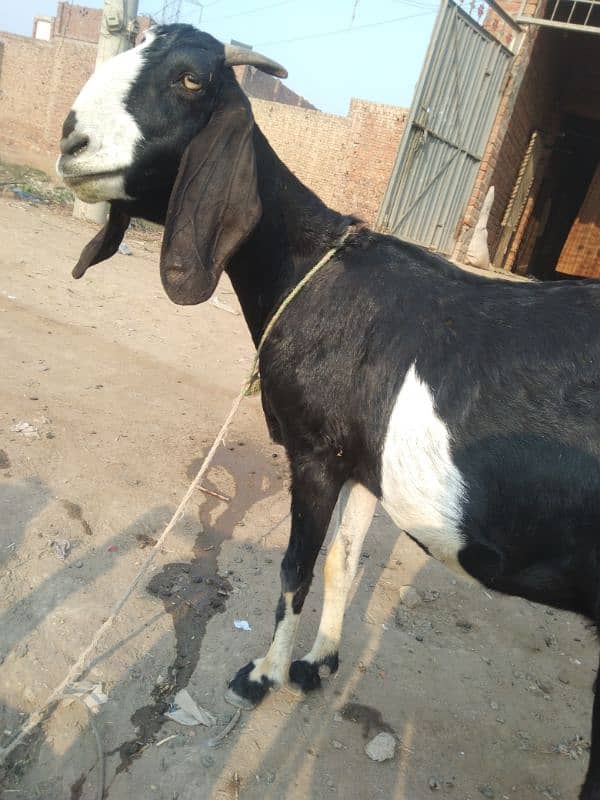 black bakri for sel 2