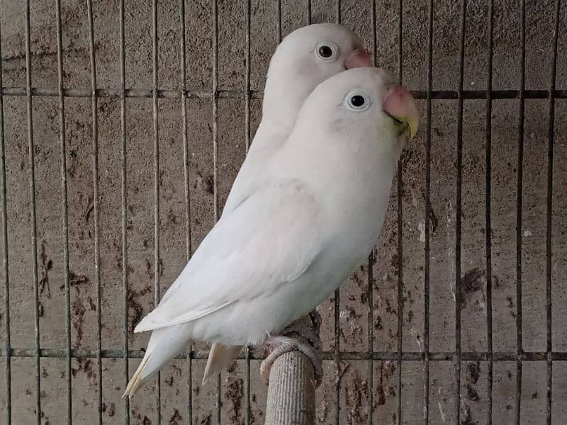 albino black eye split breeder pairs 1