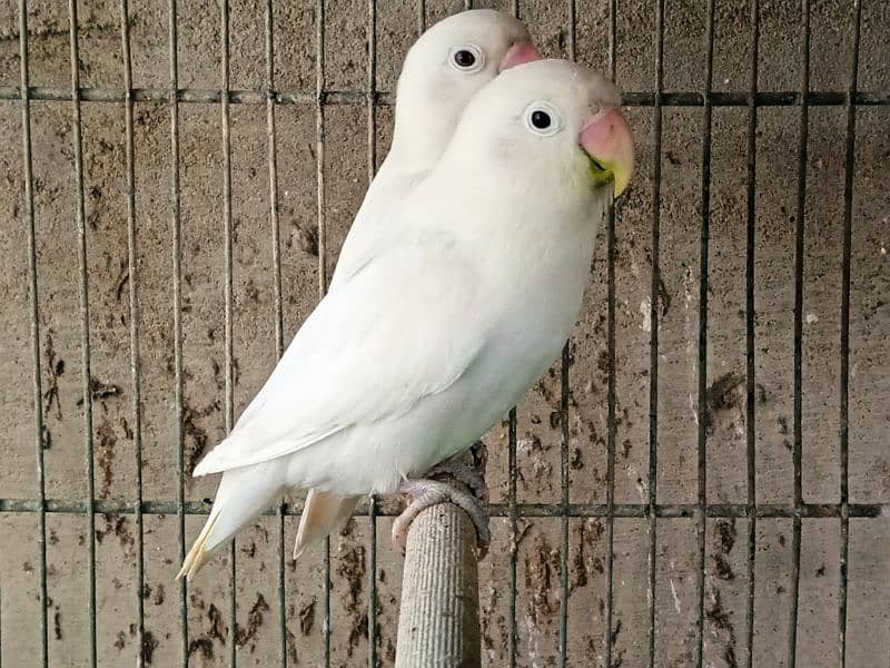 albino black eye split breeder pairs 2