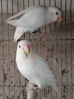 albino black eye split breeder pairs