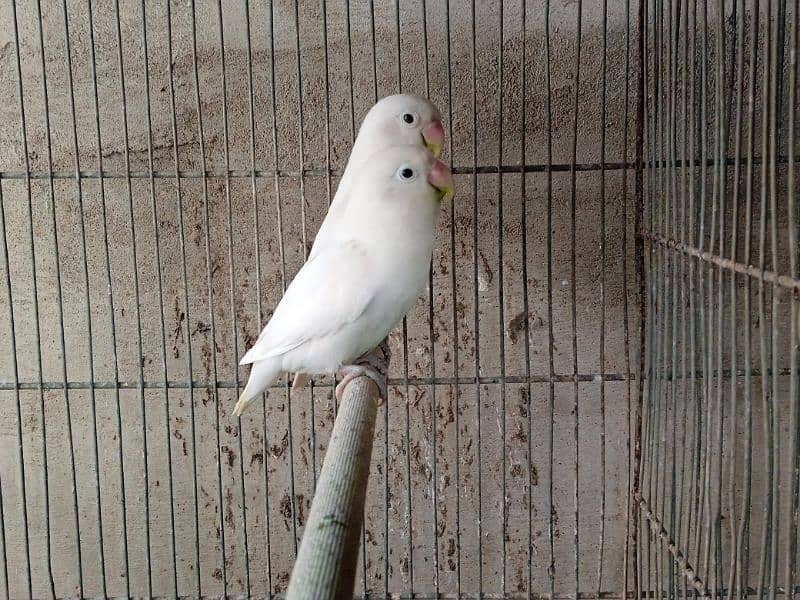 albino black eye split breeder pairs 3