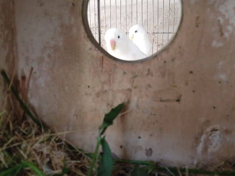 albino black eye split breeder pairs 4