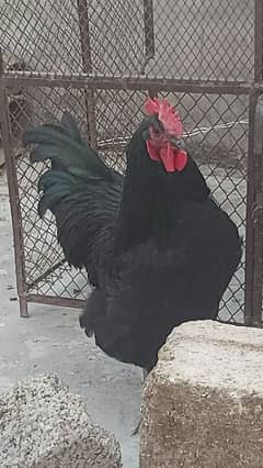 Australorp Heritage Male