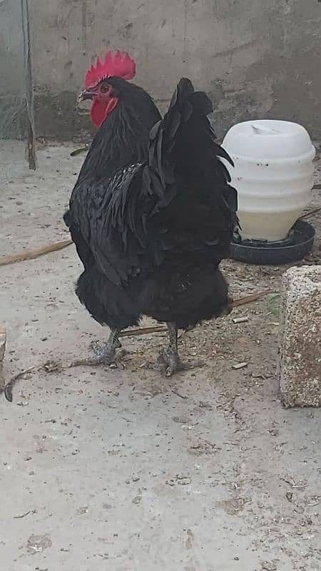 Australorp Heritage Male 1