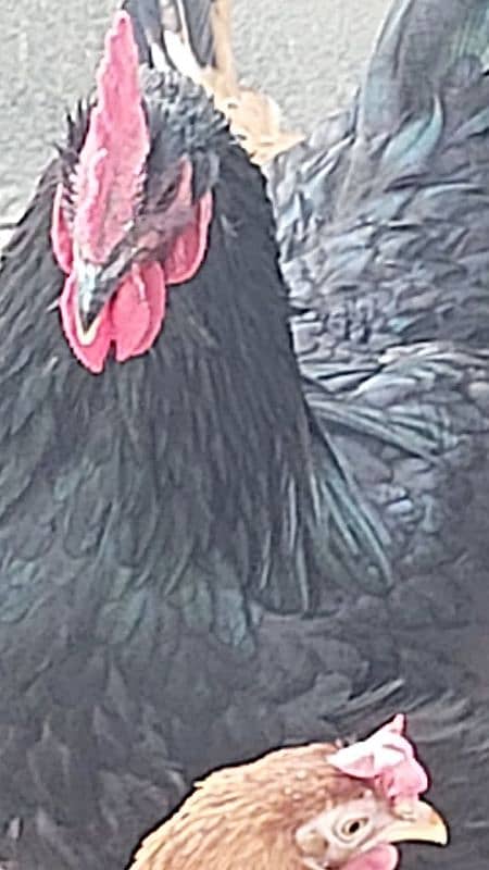 Australorp Heritage Male 2