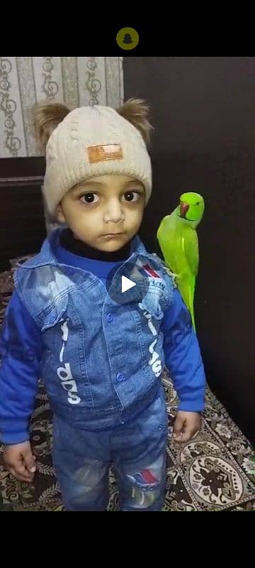 parrot tame and face to face talking 0