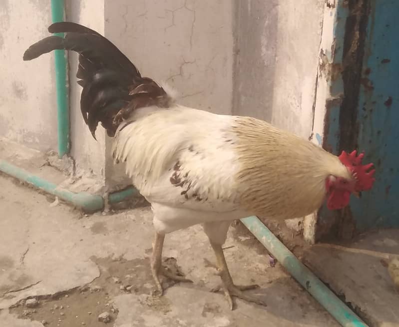 Cock for sale urgent 0