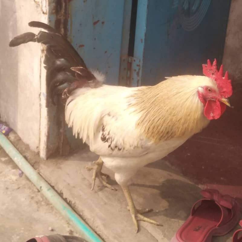 Cock for sale urgent 1