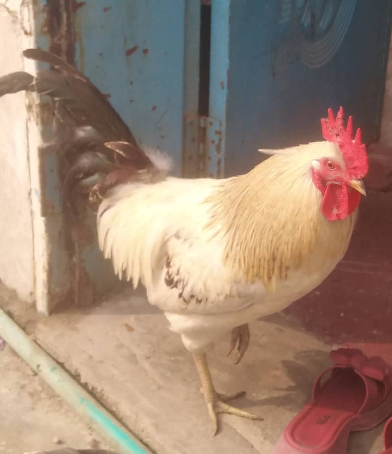 Cock for sale urgent 2