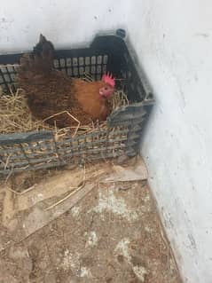 hen for sale