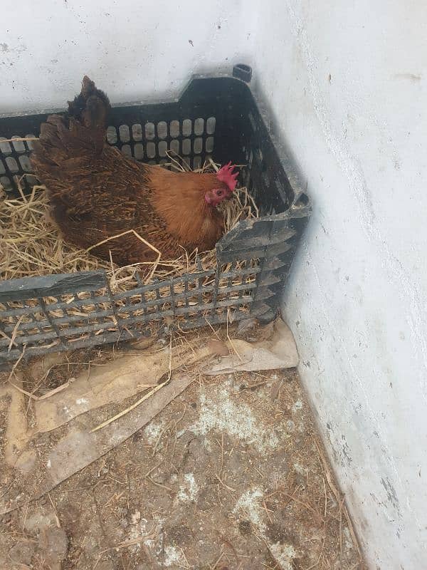 hen for sale 1