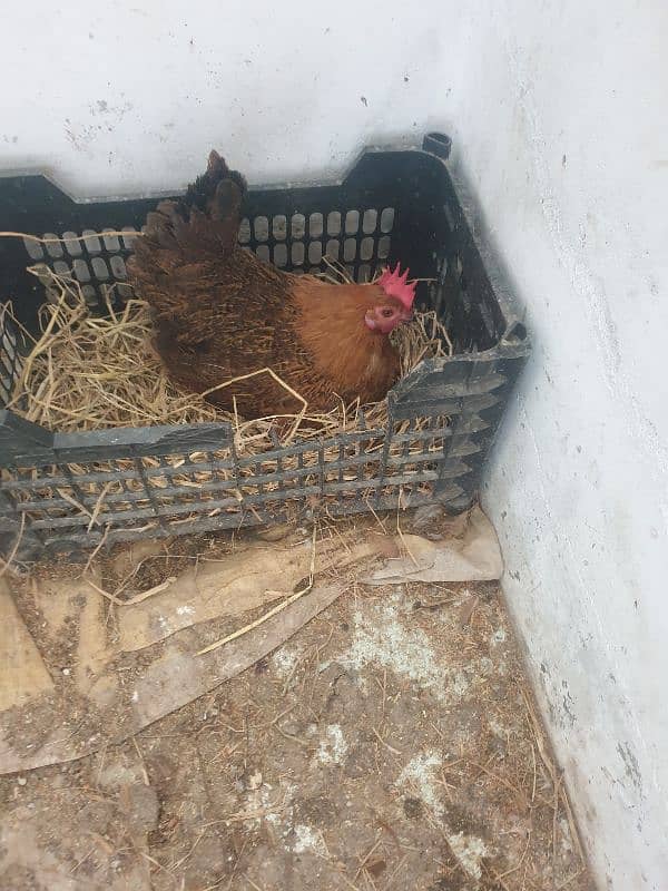 hen for sale 2