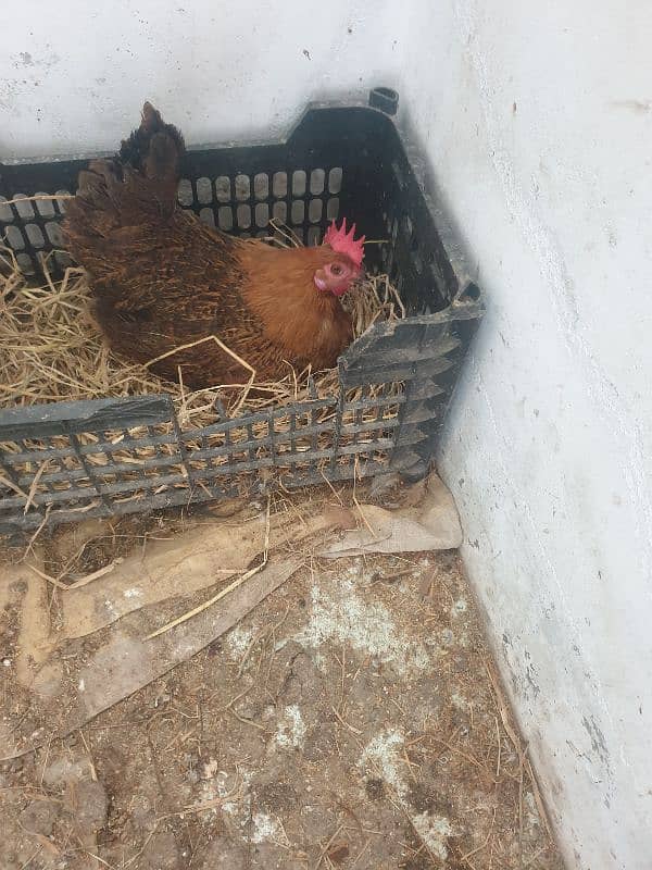 hen for sale 3