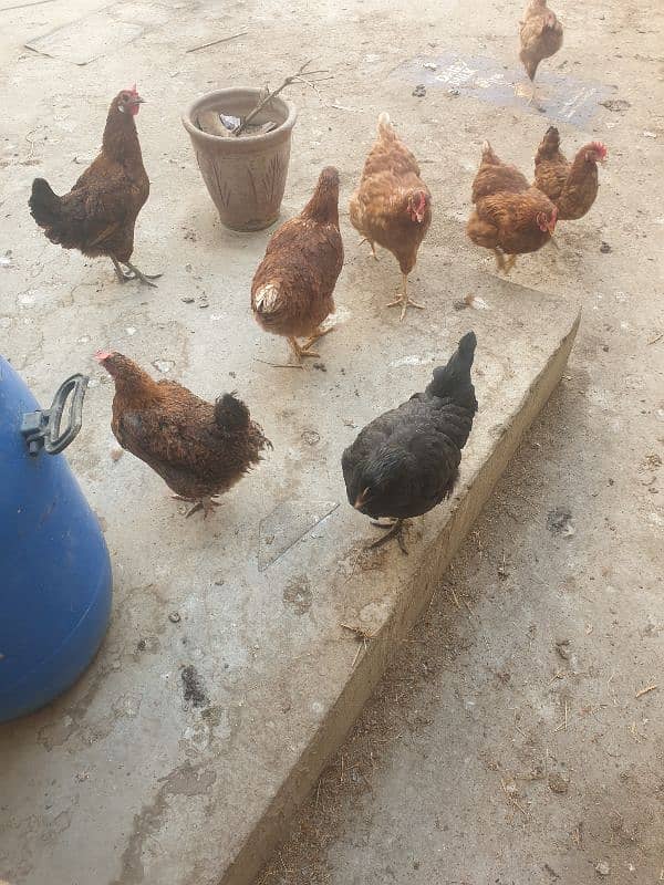 hen for sale 5