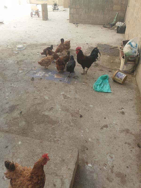 hen for sale 6