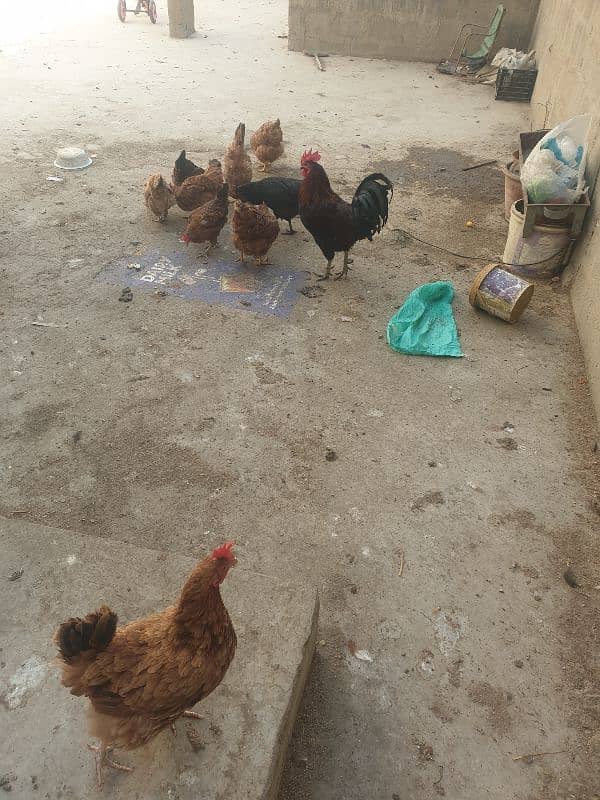 hen for sale 8